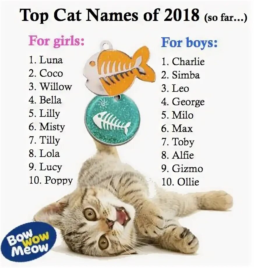 What is cats name