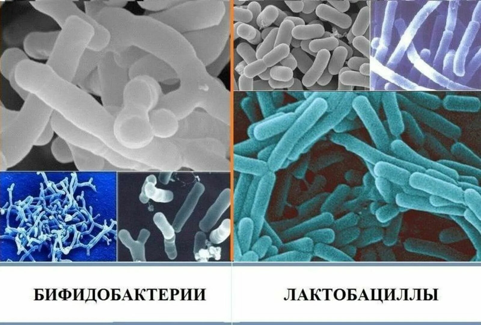 Бифидобактерии и энтерококки. Бифидо и лактобактерии под микроскопом. Пробиотики пребиотики лактобактерии бифидобактерии. Лактобактерии+бифидобактерии+энтерококки.