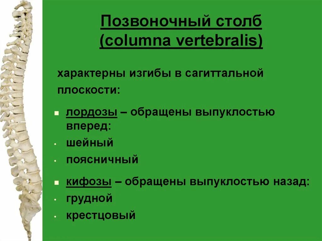 Позвоночный столб. Отделы и изгибы позвоночного столба. Схема изгиба позвоночника. Осевой скелет Позвоночный столб.