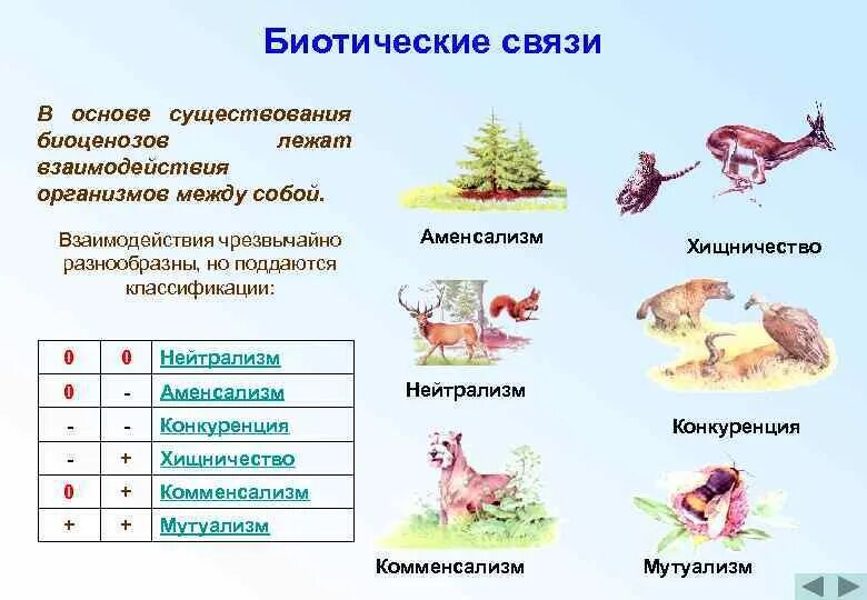 Какие отношения складываются между организмами. Типы биотических взаимоотношений между организмами. Типы взаимоотношений между организмами таблица. Типы биологических взаимоотношений организмов. Формы взаимоотношений между организмами.