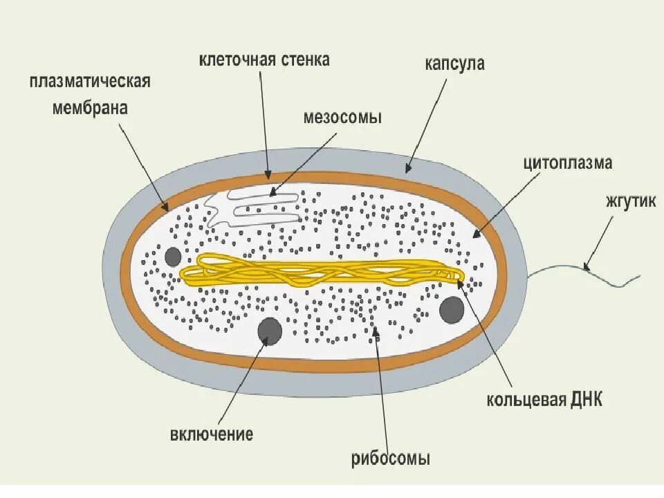 Структура клеток прокариот. Строение прокариотической клетки рисунок. Схема строение прокариотических клеток. Строение прокариотической бактериальной клетки. Строение клетки прокариот.