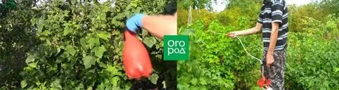Сбор урожая после обработки