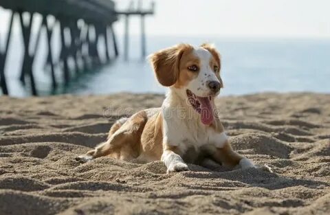 Dog but