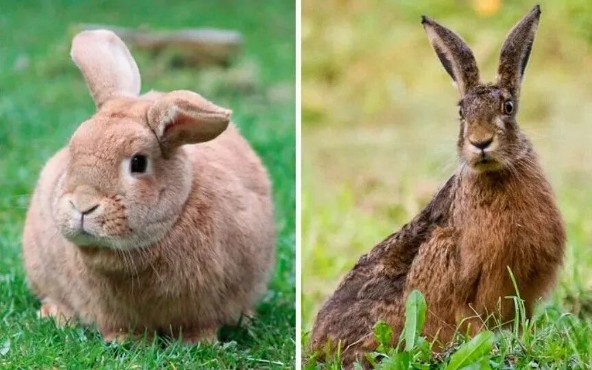 Every day is the same. Заяц и кролик. Заяц vs кролик. Различия кролика Изаца. Заяц и кролик разница.