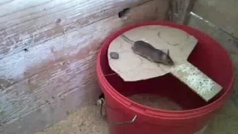 Ловушка для крыс из ведра