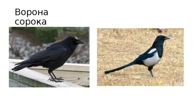 Чем отличается ворон от сороки. Сорока-ворона.