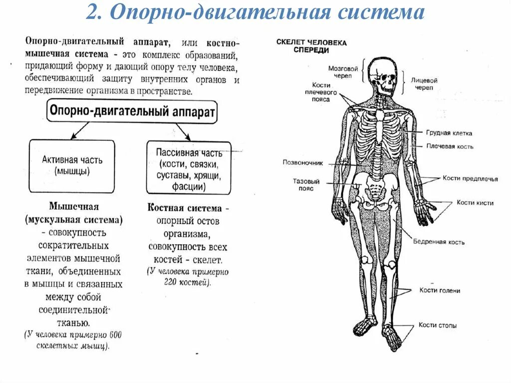 Функция скелета организма. Строение и функции опорно-двигательной системы. Схема строения опорно двигательной системы. Опорно двигательная система схема. Опорно двигательный аппарат строение и функции схема.