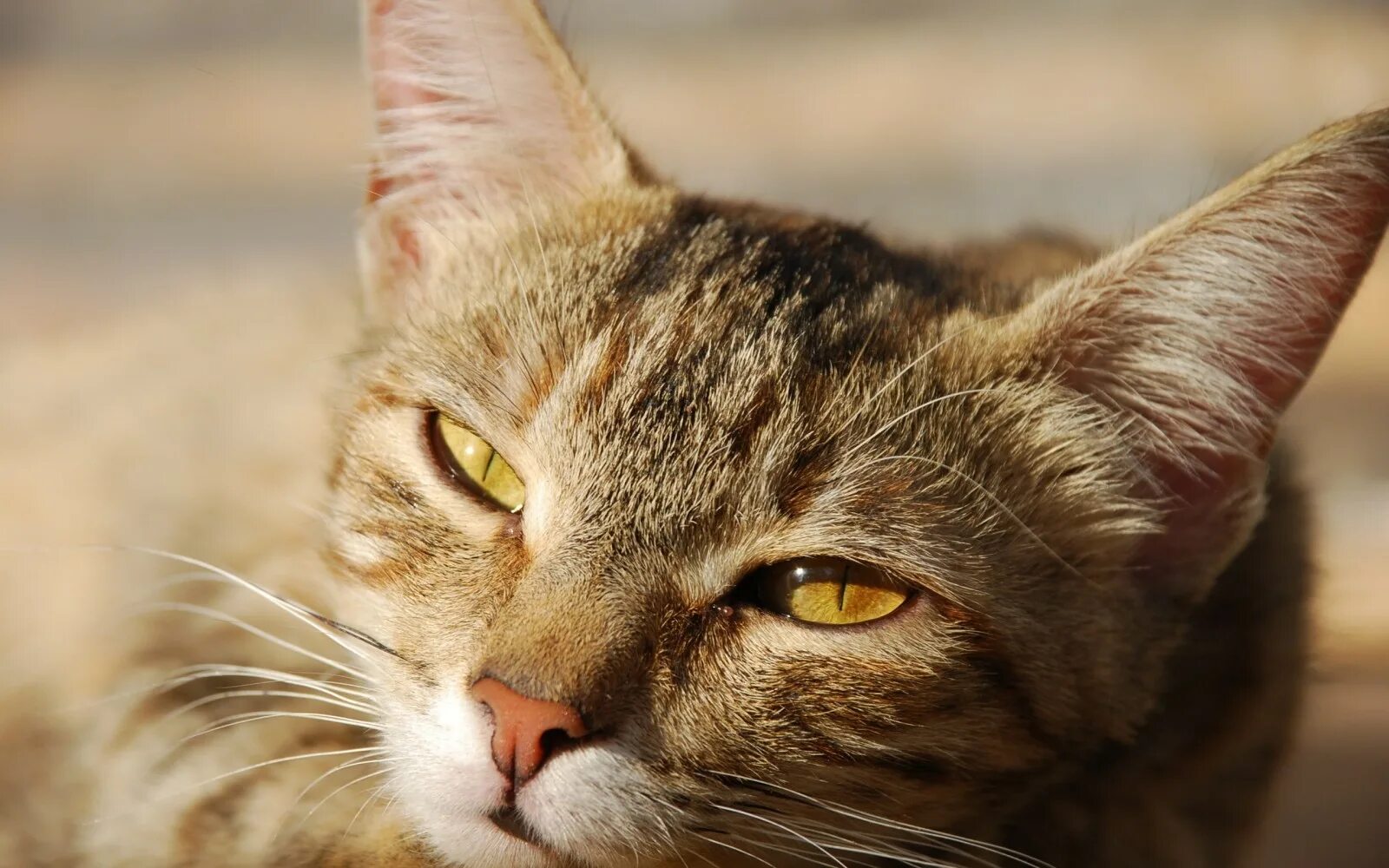 Коварный кот. Хитрый кот. хитрая кошка. морда кота. хитрая морда кота.