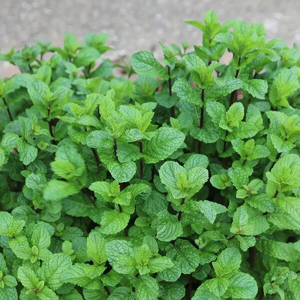 Magical MEAT What is its healing power and magic Therapeutic properties: Among a