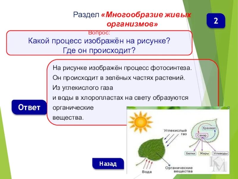 Процесс фотосинтеза у растений. Фотосинтез в зеленых частях растений. Фотосинтез растений 6 класс. Фотосинтез схема.