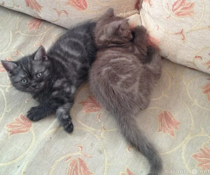 Кошки авито тагил. Авито котята. Котик тагила. Кошки авито тагил. Котята нижний тагил.