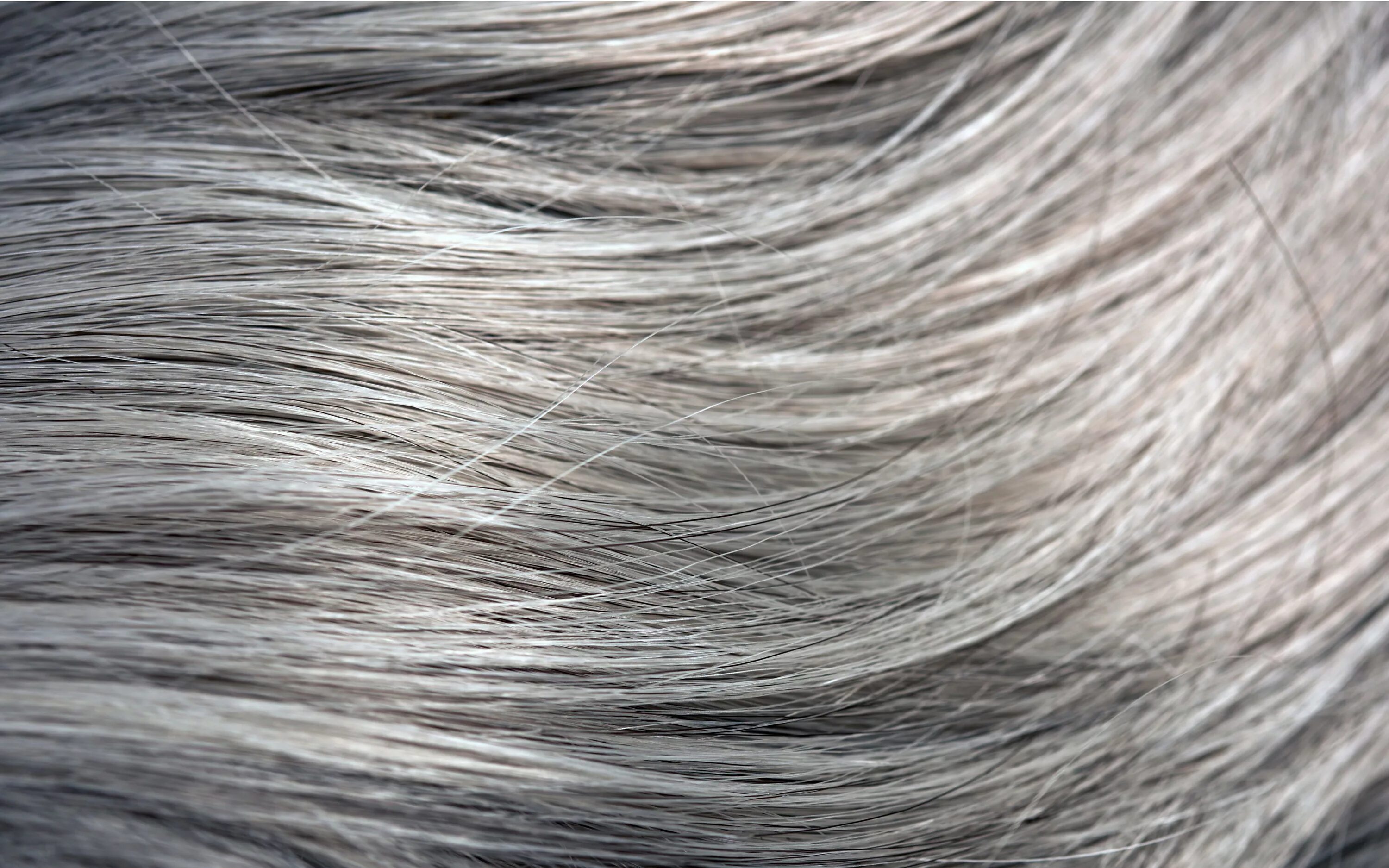 Серый насколько. Дымчато пепельный 8.1. Текстура волос. Седые волосы. Текстура седых волос.