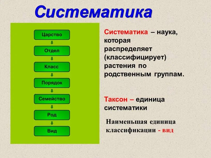 Таксономические категории в систематике растений и животных. Основные таксоны (категории) систематики растений. Единицы классификации растений 6 класс биология. Систематика таксонов растений. Группы использующие орган