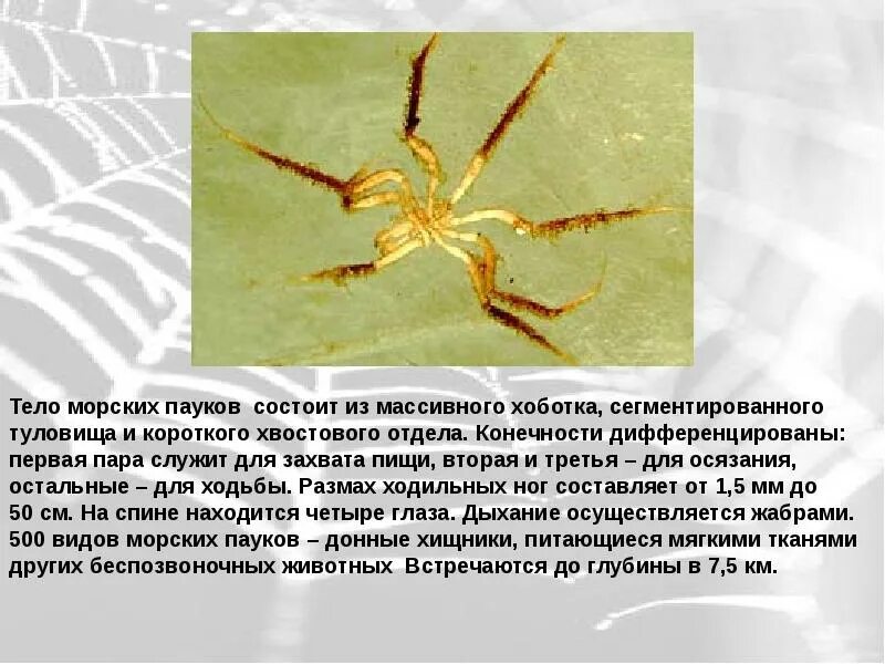 Паукообразные функции