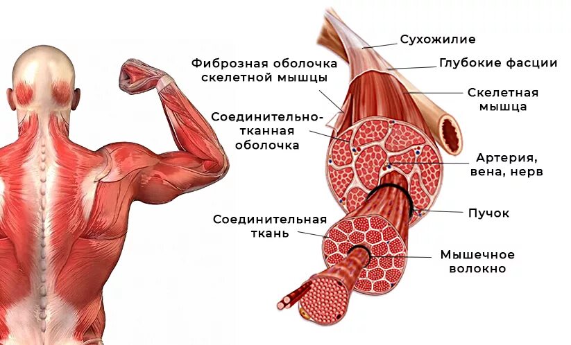 Мышцы спины. Строение мышцы. Спазмированные мышцы спины. Мышцы спины анатомия. Диффузные мышцы