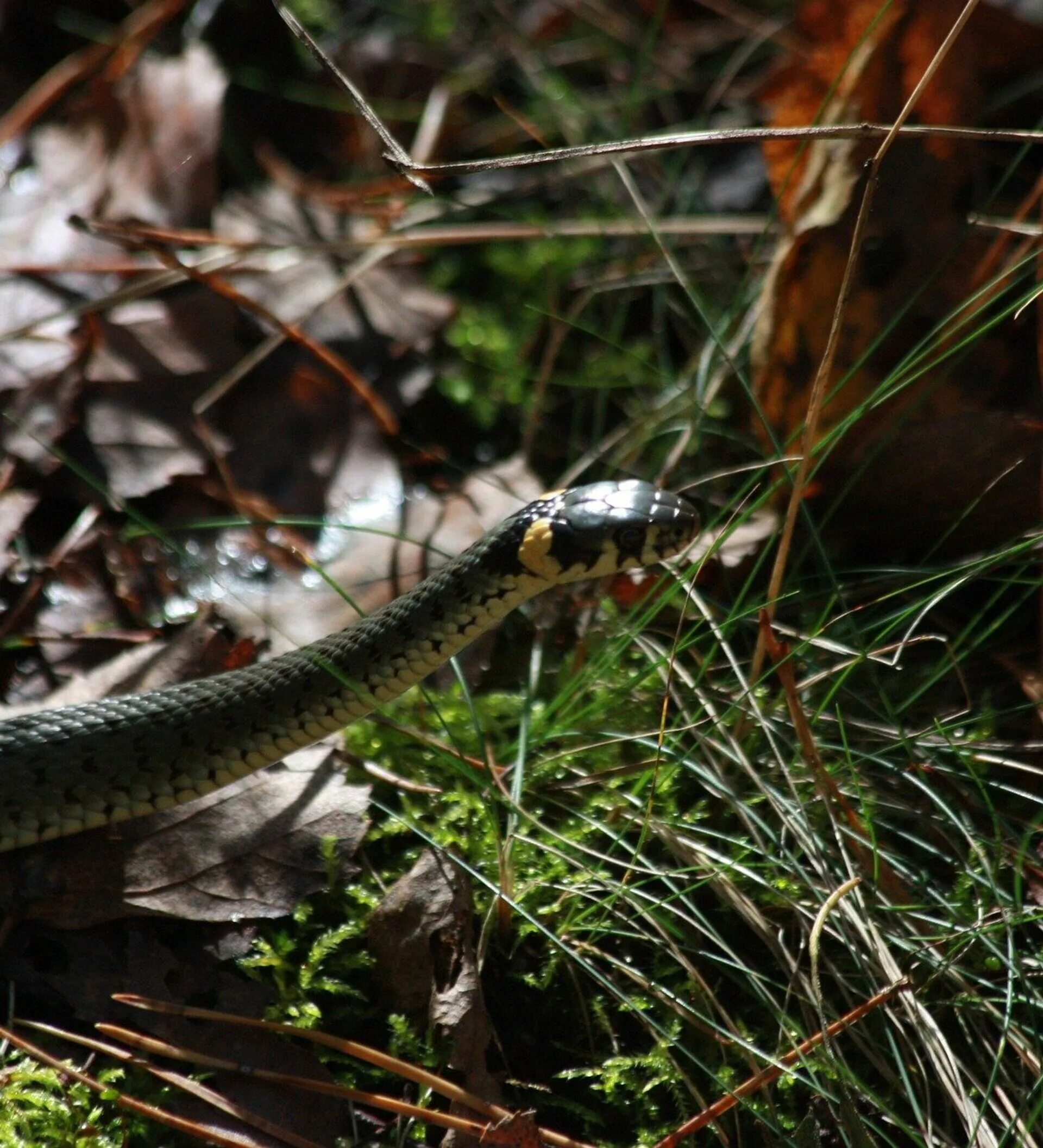 Обыкновенный уж. Лесной полоз. Snake  гадюка Forest. Уж в лесу.