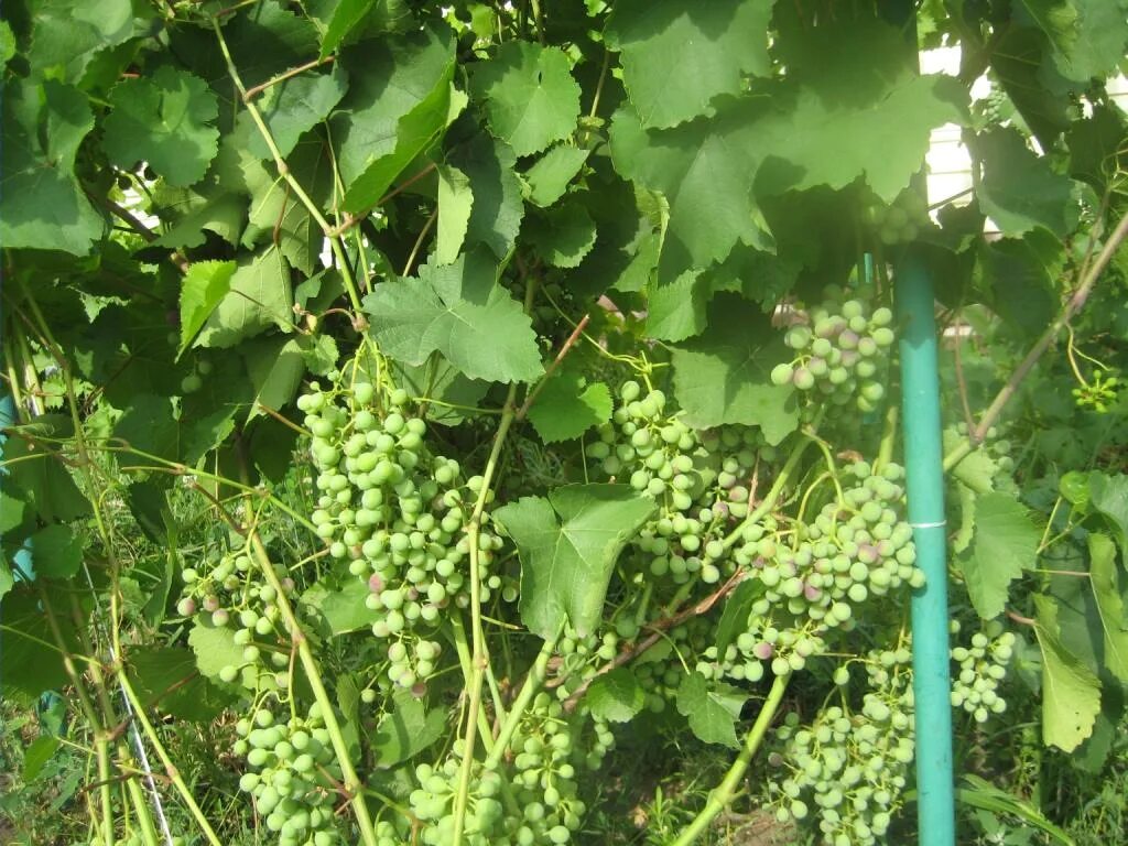 Виноград агат Донской. Виноград сорт агат. Лист винограда агат Донской. Агат донской виноград описание