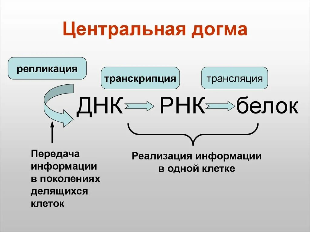 Принцип передачи генетической информации. Реакции матричного синтеза репликация транскрипция трансляция. синтез белка репликация ,транскрипция ,трансляция. схема переноса генетической информации в клетке. генетический код репликация транскрипция трансляция.