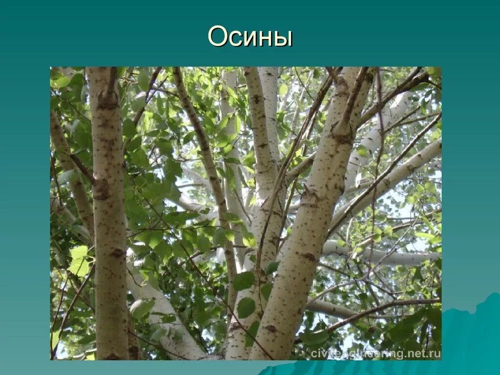 Как распознать березу