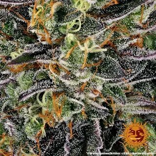 Barneys farm