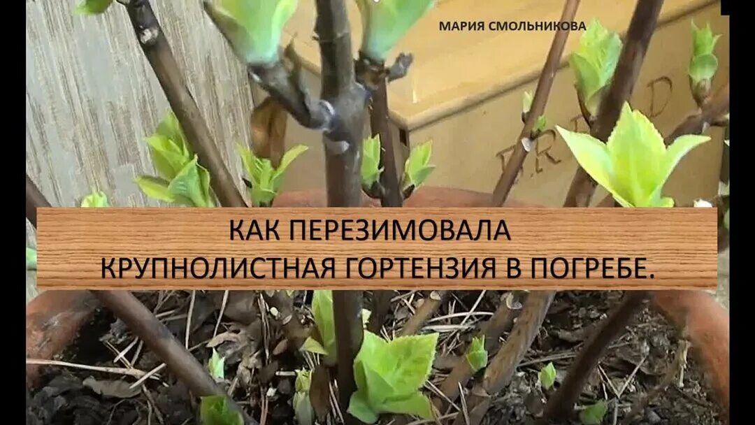Когда доставать гортензию из подвала. Когда крупнолистную гортензию убирать в подвал на зиму. гортензии на зимовку в теплице. когда гортензию доставать с подвала.
