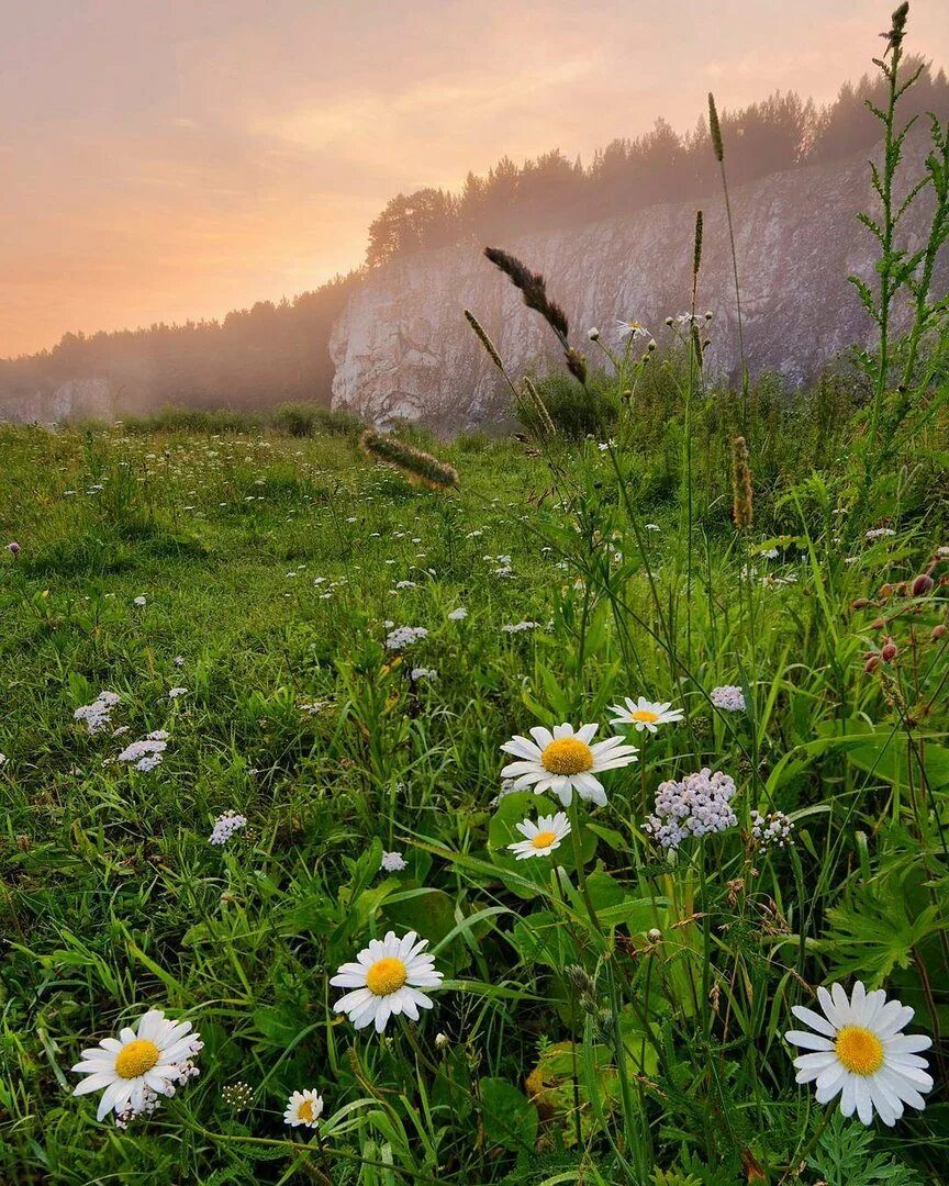 Дорога ромашки. Природа ромашки. утро в россии природа. июль ромашки. красота природы ромашки.