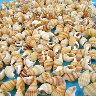 Мелки ракушки