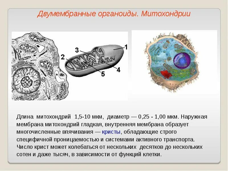 Органеллы рисунок. Двумембранные органоиды клетки митохондрии. Двумембранные органоиды клетки структура. Строение двумембранных органоидов клетки. Двумембранные органоиды эукариот.