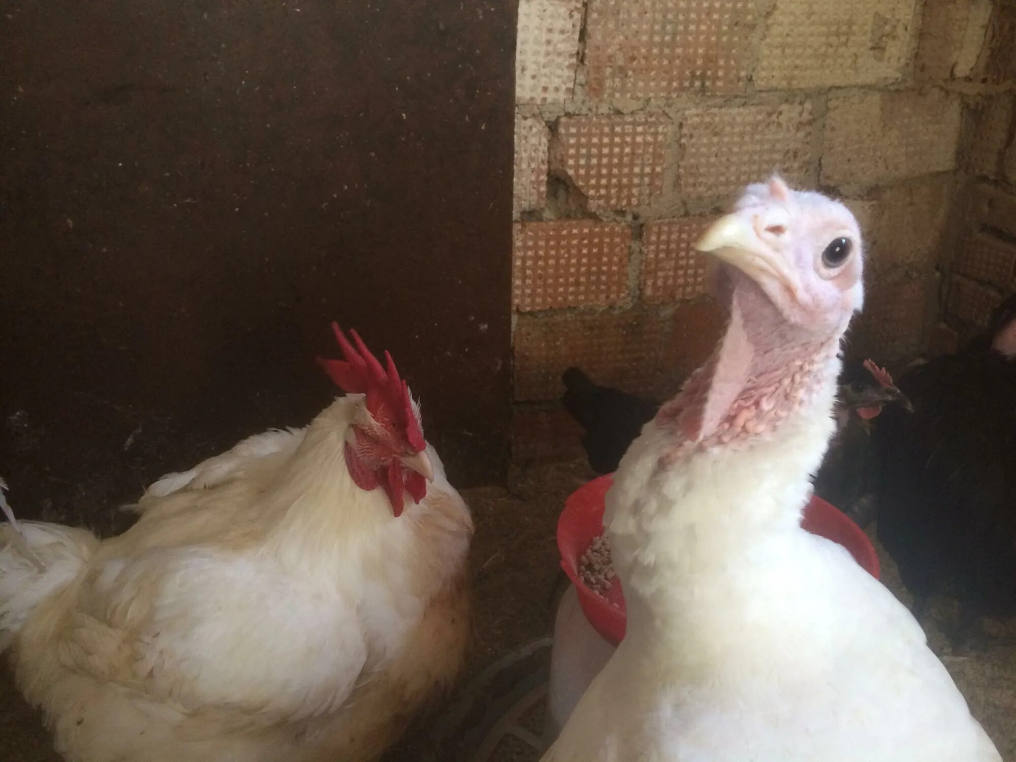 росс 308т. Ross 308 бройлеры. Ross 308 бройлеры. бройлерные цыплята росс 308. цыплята росс 308.