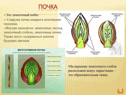 Что является зачатком будущего растения