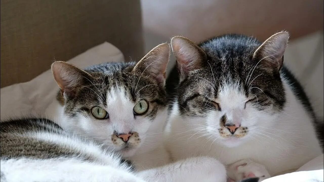 Звуки привлекающие кошек. Звуки кота для кошки в брачный период. Звуки кота для кошки в брачный период. Звуки кошки в брачный период. Брачный зов кота.