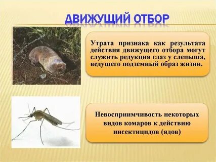 Движущий естественный отбор примеры у растений