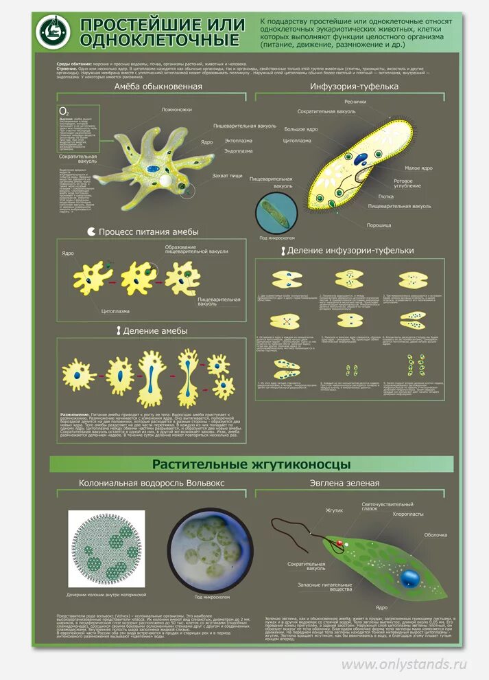 Сходство и различие одноклеточных. Одноклеточные. Подцарство простейшие. Питание одноклеточных организмов. Типы одноклеточных организмов.