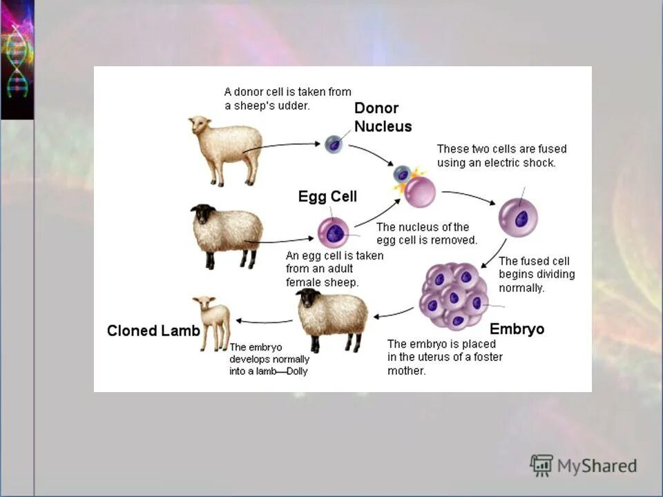 Этапы клонирования животных схема. Клонирование днк схема. Овечка долли схема клонирования. Клонирование долли кратко. Естественное клонирование в природе.