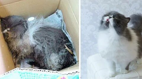 Подобранный котенок что делать