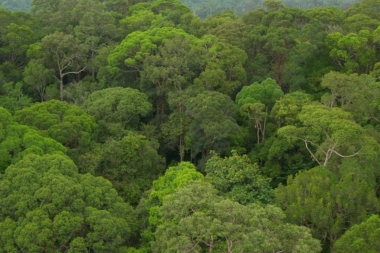 Amazon borneo congo. Тропическими дождевыми вечнозелеными леса Африки. Влажные тропические леса Борнео. Эвкалиптовые леса Австралии.