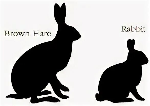 Кролик силуэт сбоку. Слипшиеся кролики силуэт. Дикий кролик. Силуэт кролика тату. Fast hare перевод