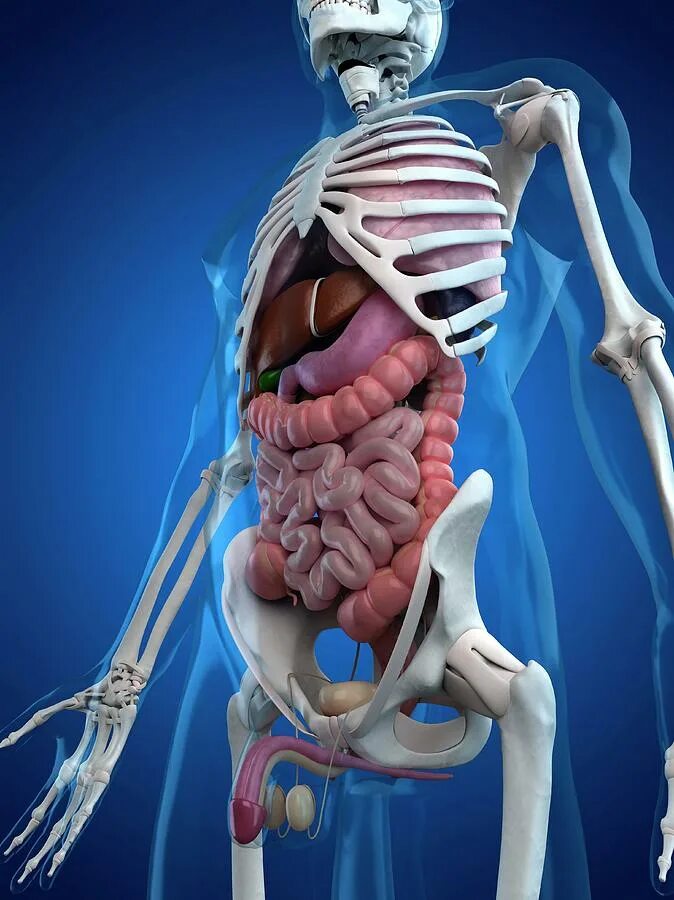 Скелет человека. Человеческий скелет с органами. Анатомия человека внутренние органы и кости.