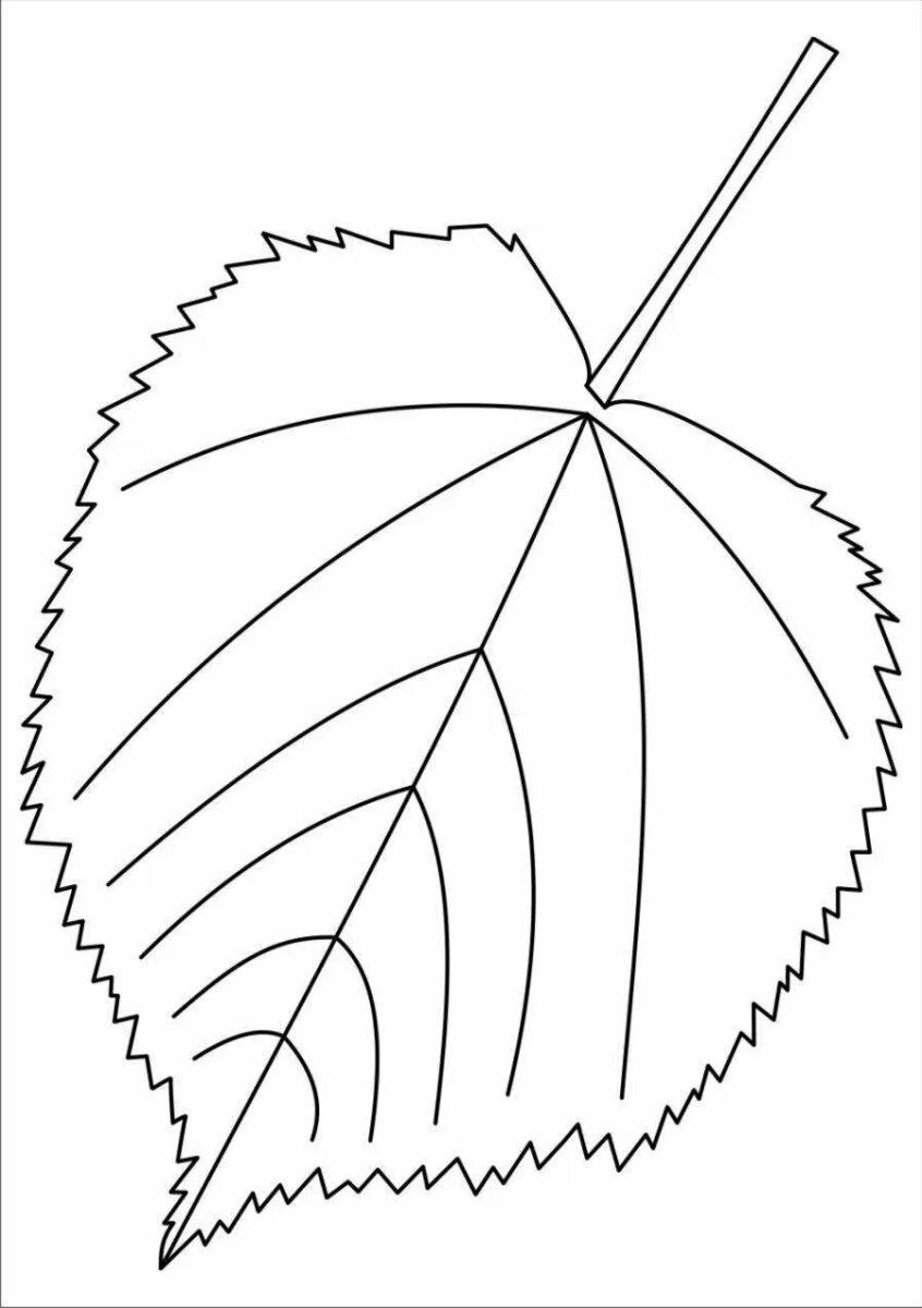 Лист березы раскраска. Листья деревьев раскраска. Раскраска листья деревьев для детей. Лист липы раскраска. Листья раскраска для детей.