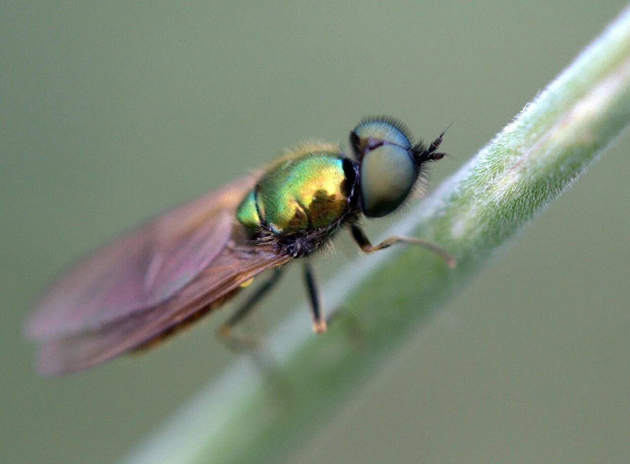 Fly green. Зеленая Муха тля. Муха Грин Флай. Зеленые летающие насекомые. Зеленая мушка.