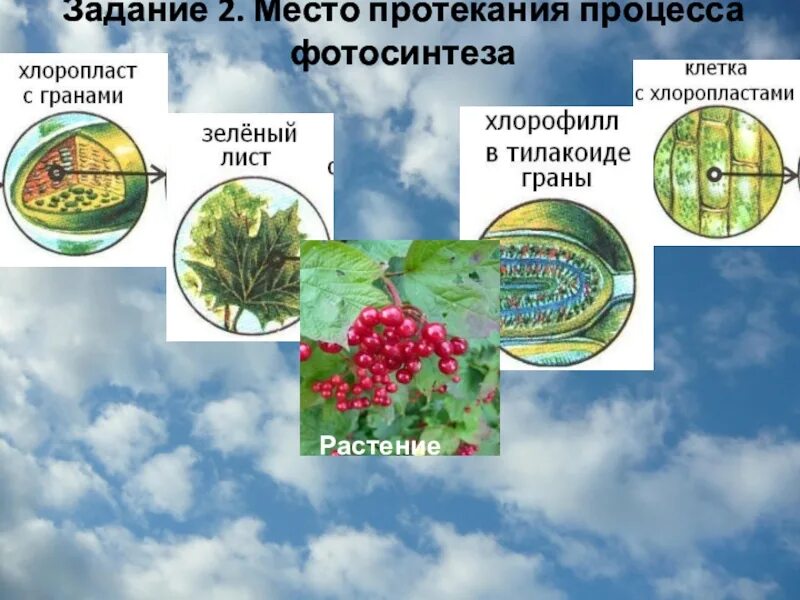 Фотосинтез протекает в 2 этапа. Место протекания процесса фотосинтеза. Условия протекания процесса фотосинтеза. Фотосинтез задания.