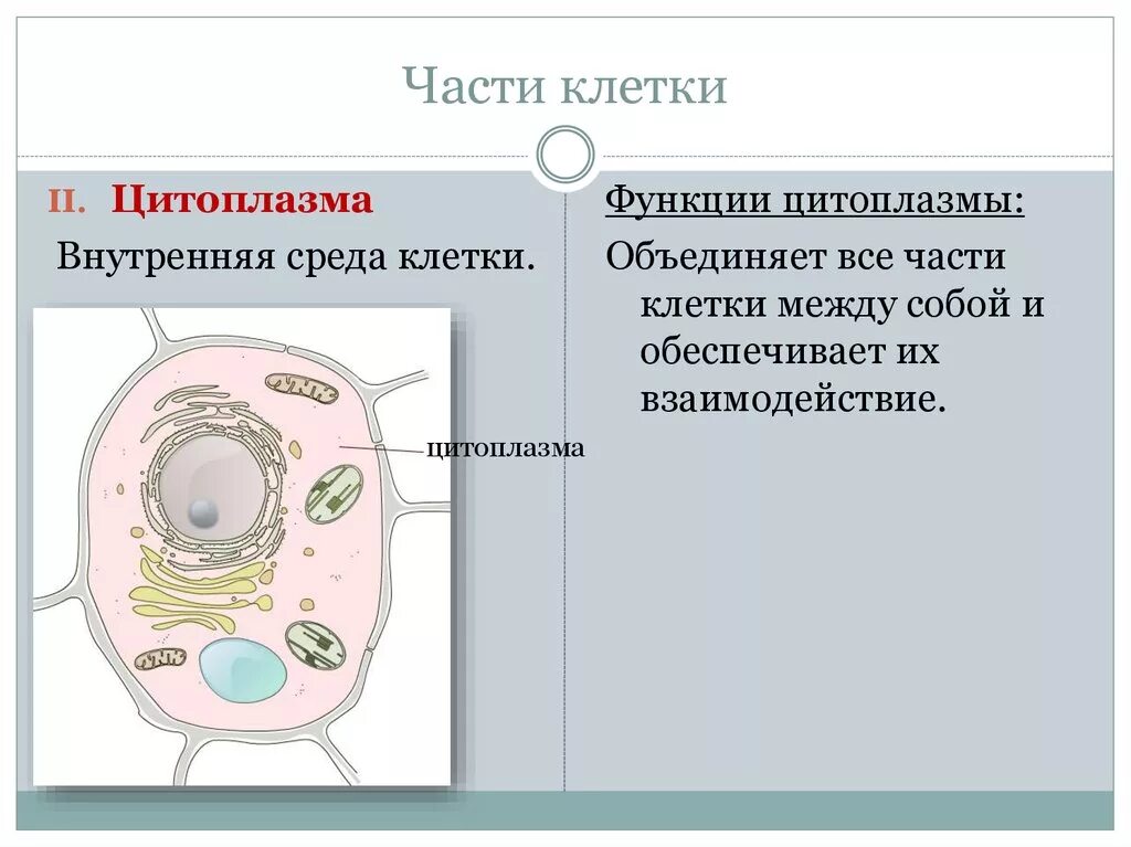 Часть клетки цитоплазма функции. Части клетки в цитоплазме. Цитоплазма клетки ыкнуция. Строение клетки функции цитоплазмы