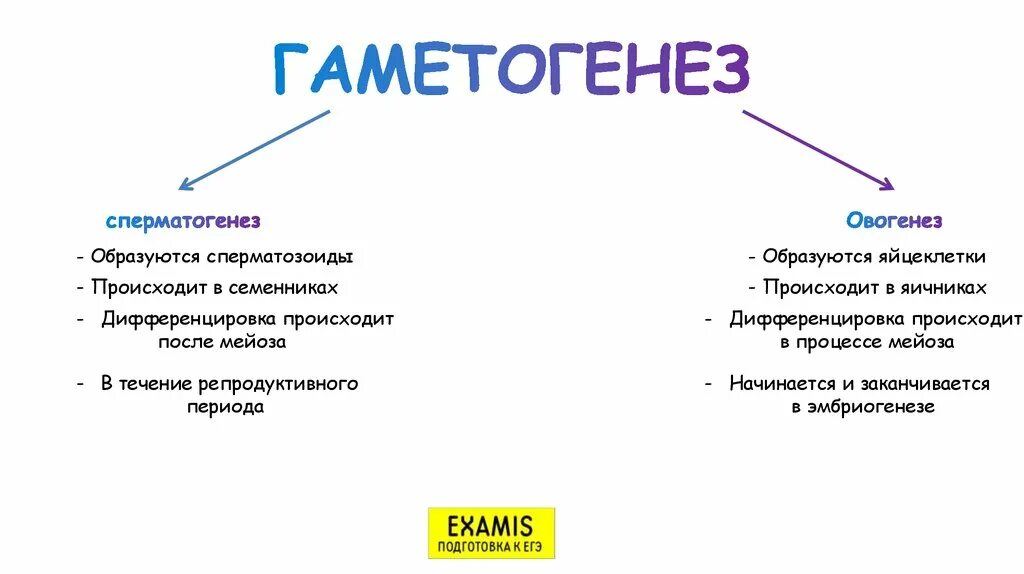 Биологическая роль гаметогенеза кратко. Значение гаметогенеза. Биологическое значение гаметогенеза. Гаметогенез его биологическое значение.