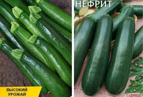 Кабачок нефрит