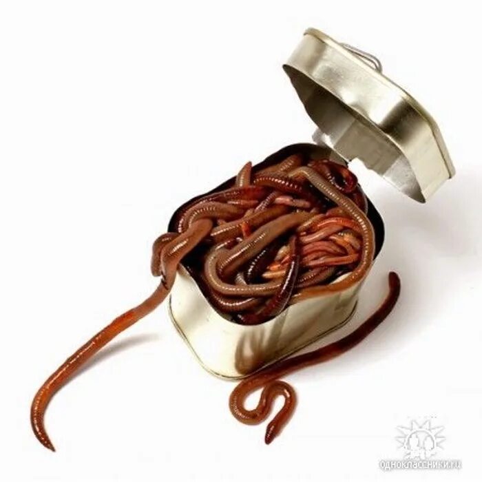 Can of worms. Can of worms