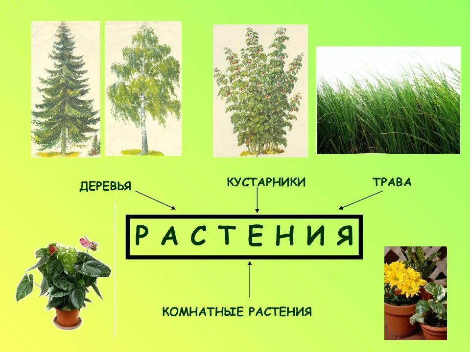 Растения первый класс. Растения презентация 1 класс. Презентация как живут растения. Жизнь растений 1 класс. Растения 1 класс окружающий мир.