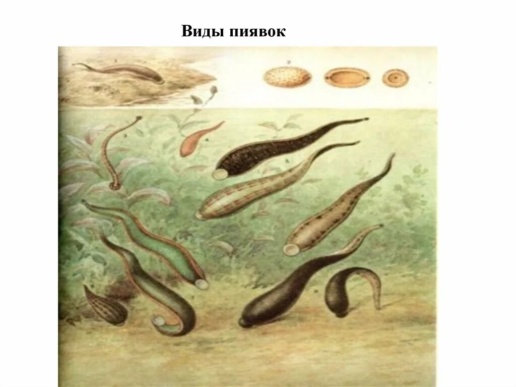 Пиявки кольчатые черви. Малая ложноконская пиявка erpobdella octoculata. Кольчатые черви пиявки представители. Пиявки кольчатые черви разновидности. Ложноконская пиявка и медицинская пиявка.