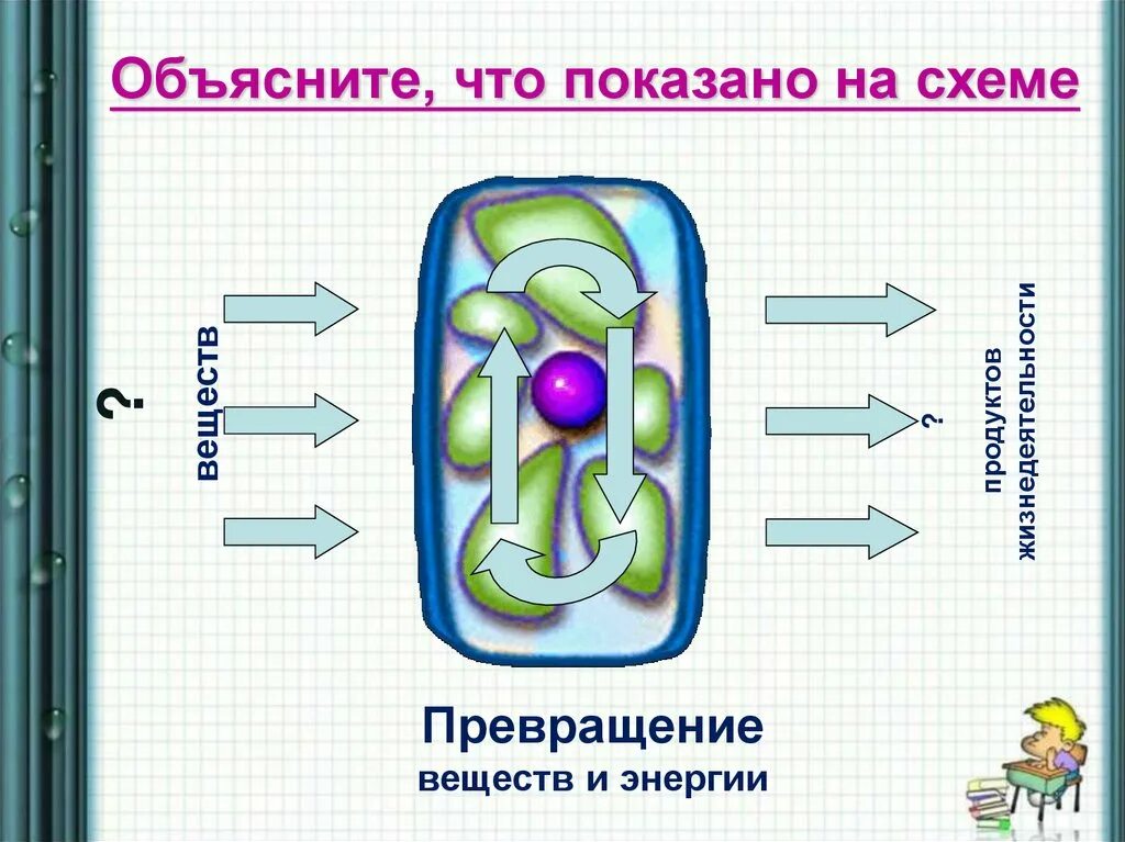 15 дыхание и обмен веществ у растений. Превращение энергии у растений. Обмен веществ и энергии у растений. Обмен веществ у растений 6 класс. Обмен веществ и энергии растений схема.