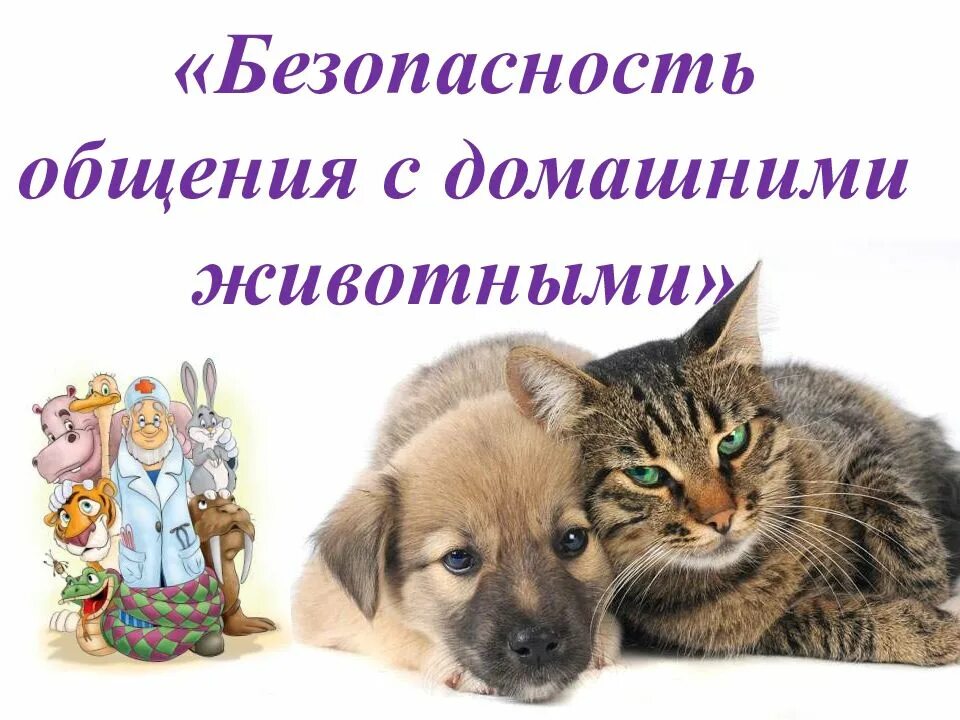 Безопасность животных. Безопасность при общении с животными. безопасность с домашними животными. безопасность при общении с животными детям. правила поведения с животными для детей.