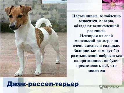 Порода собак джек рассел характеристика